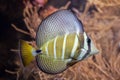 Sailfin tang (Zebrasoma veliferum). Royalty Free Stock Photo