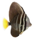 Sailfin Tang, Zebrasoma veliferum Royalty Free Stock Photo