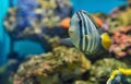 Sailfin tang Zebrasoma veliferum fish Royalty Free Stock Photo