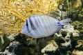 Sailfin tang (Zebrasoma veliferum) swims in water Royalty Free Stock Photo