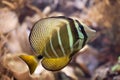 Sailfin tang Zebrasoma veliferum. Royalty Free Stock Photo