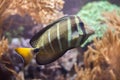 Sailfin tang Zebrasoma veliferum. Royalty Free Stock Photo