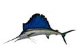 Sailfish Royalty Free Stock Photo