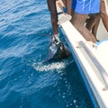 Sailfish catch billfish sportfishing holding bill