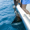 Sailfish catch billfish sportfishing holding bill Royalty Free Stock Photo