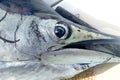 Sailfish face macro closeup detail Royalty Free Stock Photo