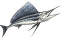 sailfish fish isolated on white background. Generated by AI