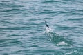 Sailfish jumping on the sea surface with saltwater splashes Royalty Free Stock Photo