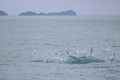 Sailfish jumping on the sea surface with saltwater splashes Royalty Free Stock Photo