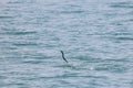 Sailfish jumping on the sea surface with saltwater splashes Royalty Free Stock Photo