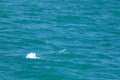 Sailfish jumping on the sea surface with saltwater splashes Royalty Free Stock Photo