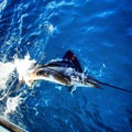 Sailfish releas Royalty Free Stock Photo