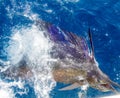 Sailfish release Royalty Free Stock Photo