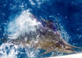 Sailfish release Royalty Free Stock Photo