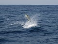 Sailfish saltwater sport fishing jumping Royalty Free Stock Photo