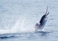 Sailfish sportfishing in costa rica catch and r