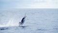 Sailfish sportfishing in costa rica catch and release