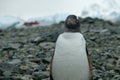 Antarctica Gentoo penguin stands on rocky beach with water drops on feathers, red boat Royalty Free Stock Photo