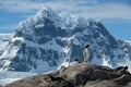 Antarctica Gentoo penguins stand jagged snowy mountains