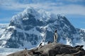 Antarctica Gentoo penguins stand jagged snowy mountains 2