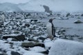 Antarctica Gentoo penguins stands on snowy rocky beach after hunting