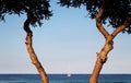 Sailing boat at anchor, blurred Royalty Free Stock Photo