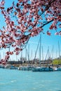 Sailing boats with beautiful blooming pink trees next to Lake Balaton in Balatonfured Royalty Free Stock Photo