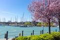 Sailing boats with beautiful blooming pink trees next to Lake Balaton in Balatonfured Royalty Free Stock Photo