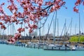 Sailing boats with beautiful blooming pink trees next to Lake Balaton in Balatonfured Royalty Free Stock Photo