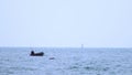 Sailing Boats on the horizon. seascape. sea sports