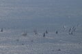 Sailing boats racing at the barcolana Royalty Free Stock Photo