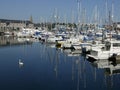 SAILING BOATS AND SWAN IN PLYMOUTH MARINA