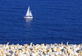 Sailing ship with Northern Gannet Colony on the foreground, Royalty Free Stock Photo