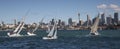 Sailing, Sydney Harbour Royalty Free Stock Photo