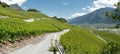 Saillon vineyards rhone valley wallis Royalty Free Stock Photo