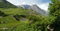 Saillon vineyards rhone valley wallis