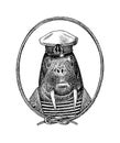 Sailor walrus character or mariner sea cow. Hand drawn Animal person portrait. Engraved monochrome sketch for card
