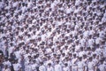 Sailors Saluting, Naval Academy Graduation Ceremony, May 26, 1999, Annapolis, Maryland