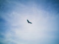 Sailwing gliding and floating in blue sky