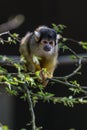 Saimiri boliviensis monkey climbing on the tree