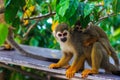Saimiri monkey with its cute little baby. Royalty Free Stock Photo