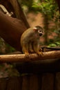 Saimiri monkey sitting on a log Royalty Free Stock Photo