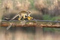 Saimiri Sciureus - Squirrel Monkey Royalty Free Stock Photo