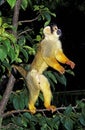 SAIMIRI SINGE ECUREUIL saimiri sciureus Royalty Free Stock Photo