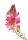 Sainfoin Royalty Free Stock Photo