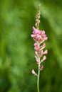 Sainfoin Flower Royalty Free Stock Photo