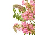 Sainfoin flowers Royalty Free Stock Photo