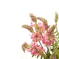Sainfoin flowers Royalty Free Stock Photo
