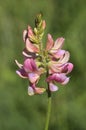 Sainfoin - Onobrychis viciifolia