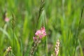 Sainfoin Onobrychis-viciifolia wildflower pink veined orchid-like